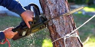 How Our Tree Care Process Works  in  Bushyhead, OK